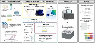 Development of sequencing-based methodologies to distinguish viable from non-viable cells in a bovine milk matrix: A pilot study